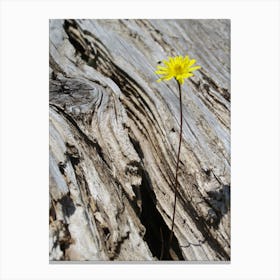 The Power Of Life Canvas Print