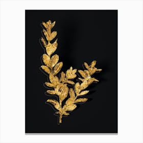Vintage Buxus Colchica Bush Botanical in Gold on Black n.0408 Canvas Print