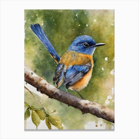 Mangrove Blue Flycatcher Canvas Print