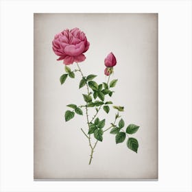 Vintage Pink Autumn China Rose Botanical on Parchment n.0967 Canvas Print