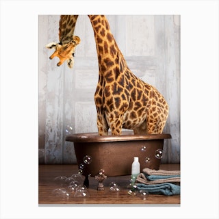 Giraffe In The Tub Canvas Print