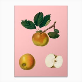Vintage Apple Botanical on Soft Pink n.0116 Canvas Print