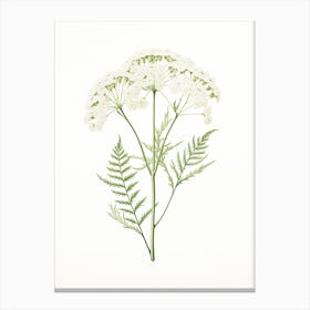Yarrow Savory Vintage Botanical Herbs 2 Canvas Print