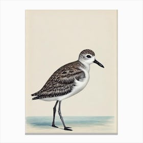 Grey Plover Illustration Bird Canvas Print