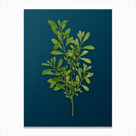 Vintage Bog Myrtle Botanical Art on Teal Blue n.0778 Canvas Print