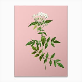 Vintage Jasmin Officinale Flower Botanical on Soft Pink n.0582 Canvas Print