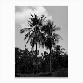 Palm Trees In Black Canvas Print
