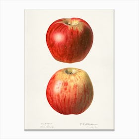 Apple Print 1 Canvas Print