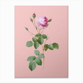 Vintage Provence Rose Botanical on Soft Pink n.0575 Canvas Print