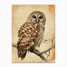 Barred Owl Vintage Illustration 2 Canvas Print