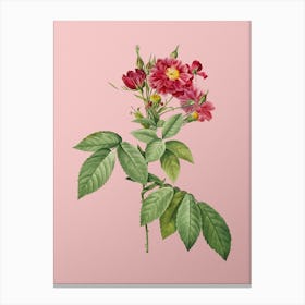 Vintage Boursault Rose Botanical on Soft Pink n.0257 Canvas Print