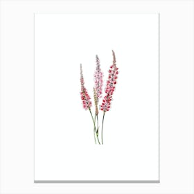 Vintage Polygonum Flower Botanical Illustration on Pure White Canvas Print