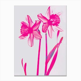 Hot Pink Daffodil Canvas Print