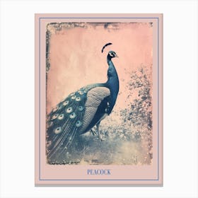 Pink & Blue Peacock Cyanotype Style 4 Poster Canvas Print