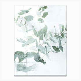 Soft green eucalyptus - botanical nature and travel photography by Christa Stroo Photography Canvas Print