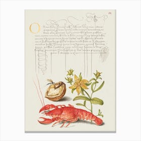 Insect, English Walnut, Saint John S Wort, And Crayfish From Mira Calligraphiae Monumenta, Joris Hoefnagel Canvas Print