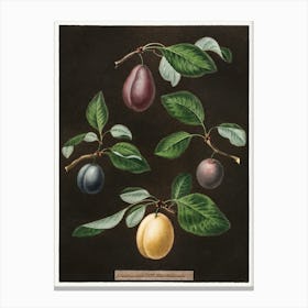 Plums Canvas Print