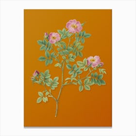 Vintage Rose Corymb Botanical on Sunset Orange n.0768 Canvas Print