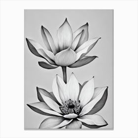 Lotus B&W Pencil 4 Flower Canvas Print