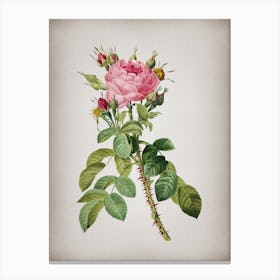 Vintage Lelieur's Four Seasons Rose Botanical on Parchment n.0009 Canvas Print