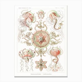 Haeckel 2 Tafel 26 Canvas Print