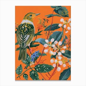 Spring Birds Baldpate 1 Canvas Print
