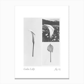 Calla Lilly Botanical Collage 1 Canvas Print