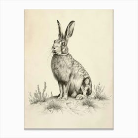 Lionhead Rabbit Drawing 2 Canvas Print