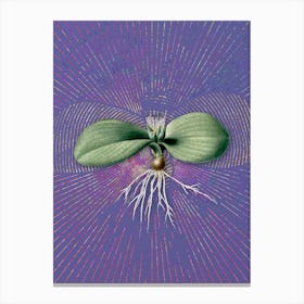 Vintage Massonia Pustulata Botanical Illustration on Veri Peri Canvas Print