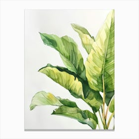 Banana Plant 4 Canvas Print