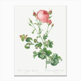 Celery Leaved Variety Of Cabbage Rose, Pierre Joseph Redoute Canvas Print