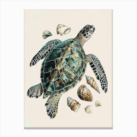 Sea Turtle & Shells Vintage Illustration 1 Canvas Print