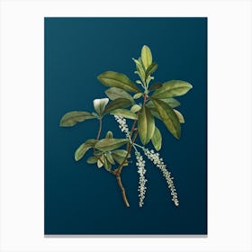 Vintage Swamp Titi Leaves Botanical Art on Teal Blue Canvas Print