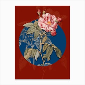 Vintage Botanical French Rosebush with Variegated Flowers on Circle Blue on Red n.0104 Canvas Print