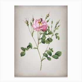 Vintage Anemone Flowered Sweetbriar Rose Botanical on Parchment n.0526 Canvas Print