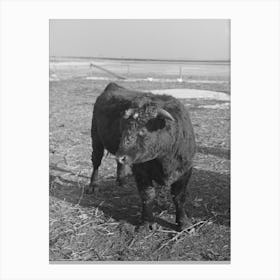 Untitled Photo, Possibly Related To Part Of Shorthorn Cattle Herd Belonging To G H West Near Estherville, Iowa By 1 Canvas Print