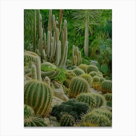 Cactus Garden 4 Canvas Print