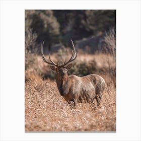 Elk Eating Tall Grass Canvas Print