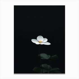 White Lotus Flower Canvas Print