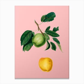 Vintage Apple Botanical on Soft Pink Canvas Print