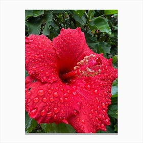 Raindrops On Hibiscus Flower Canvas Print