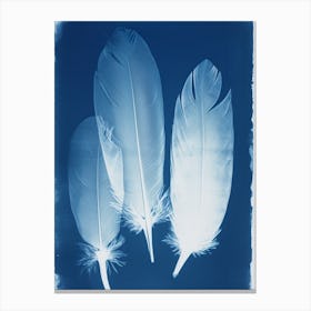 Feathers VIII Canvas Print