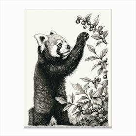 Red Panda Standing And Reaching For Berries Ink Illustration 1 Canvas Print