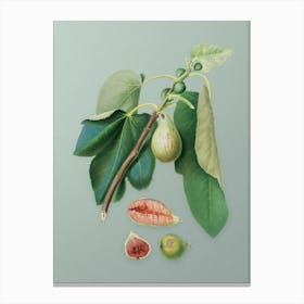 Vintage Monaco Fig Botanical Art on Mint Green n.0811 Canvas Print