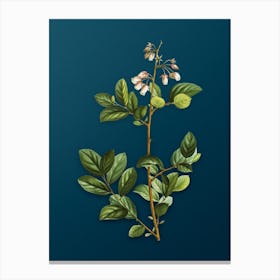Vintage Andromeda Mariana Branch Botanical Art on Teal Blue n.0869 Canvas Print