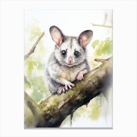 Light Watercolor Painting Of A Common Brushtail Possum 1 Canvas Print