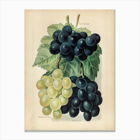 Vintage Illustration Of Grape, John Wright Canvas Print