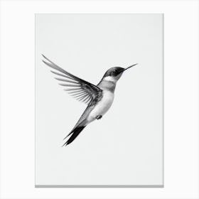 Swallow B&W Pencil Drawing 2 Bird Canvas Print
