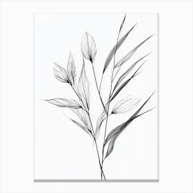 Black And White Drawing Of A Plant Canvas Print