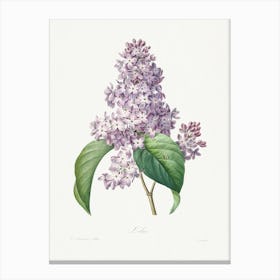 Lilac, Pierre Joseph Redouté Canvas Print